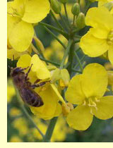 Рапс (Brassica napus var, oleifera Metzg.) Рапс (Brassica napus var, oleifera Metzg.)